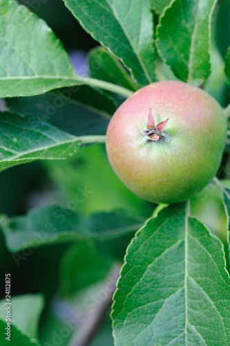 Green English apple, with a red blush, ripening on a tree