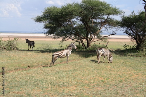 Zebras in der Serengeti