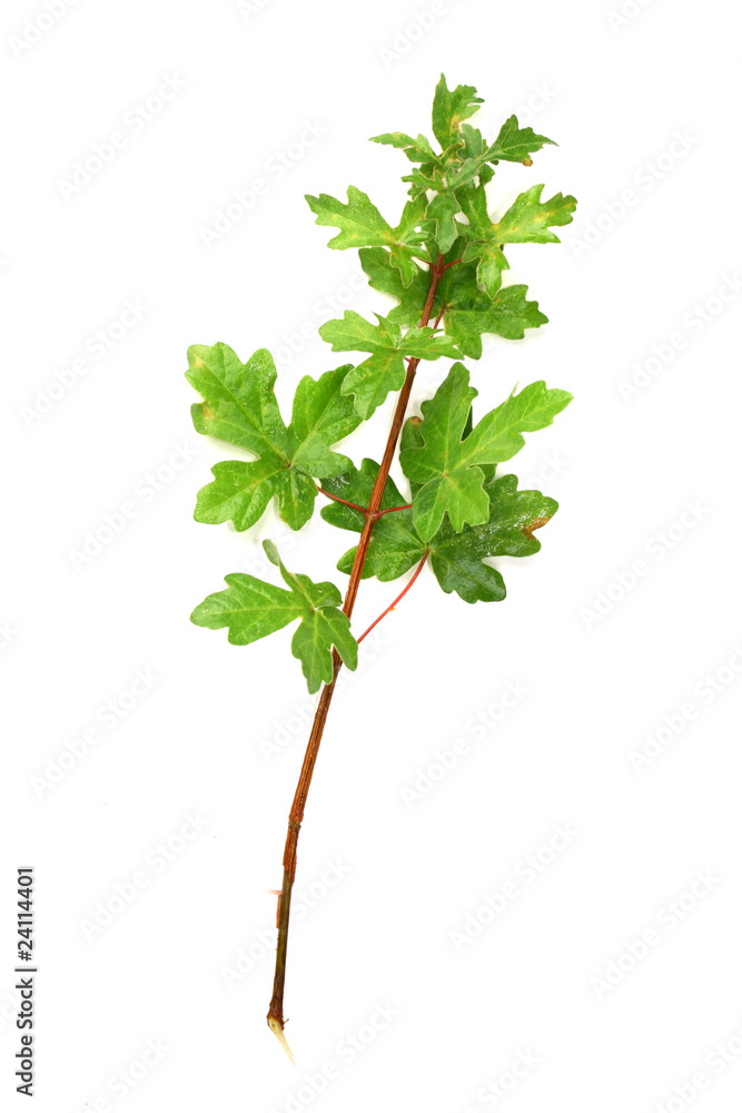 Feldahorn(Acer campestre) Feldahorn(Acer campestre)
