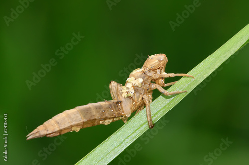 dragonfly pupa shell on the green leaf © zhang yongxin