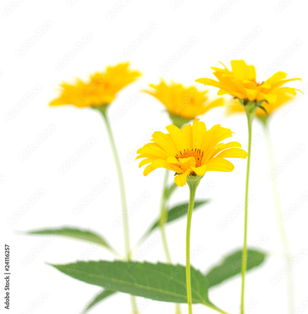 Naklejka premium yellow flowers