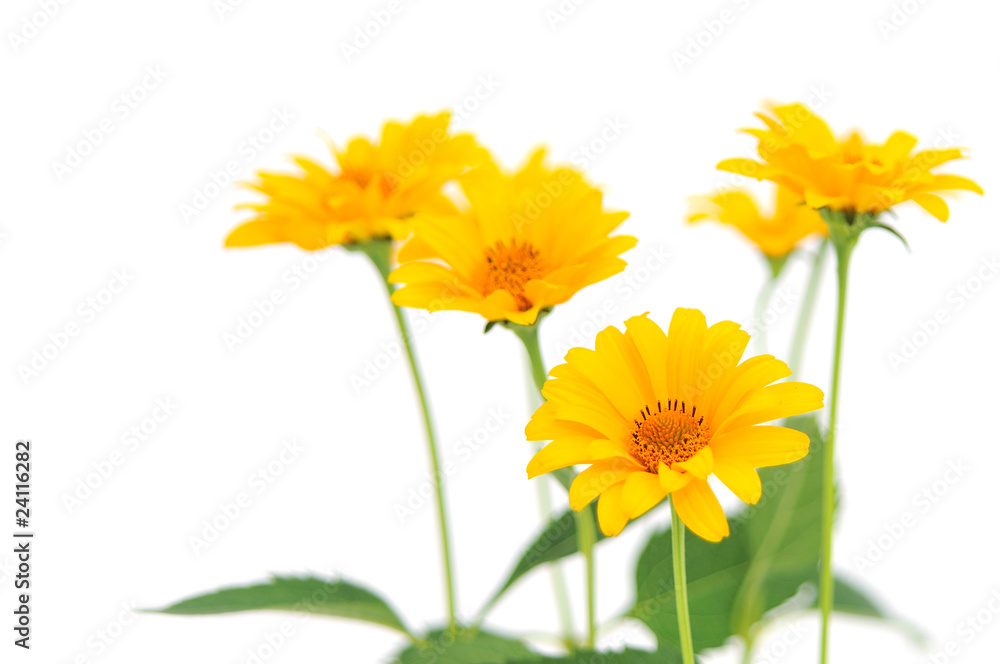 yellow flowers yellow flowers