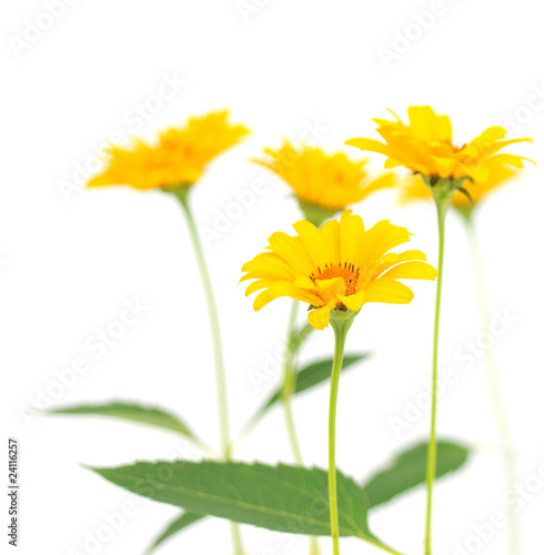 yellow flowers © Anatolii