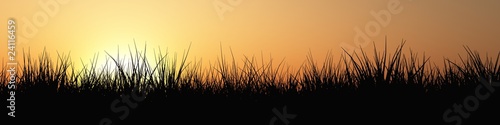 Gras Panorama bei Sonnenuntergang #24116459