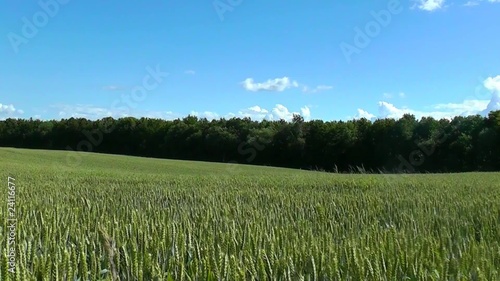 young wheat filed a bright summer day