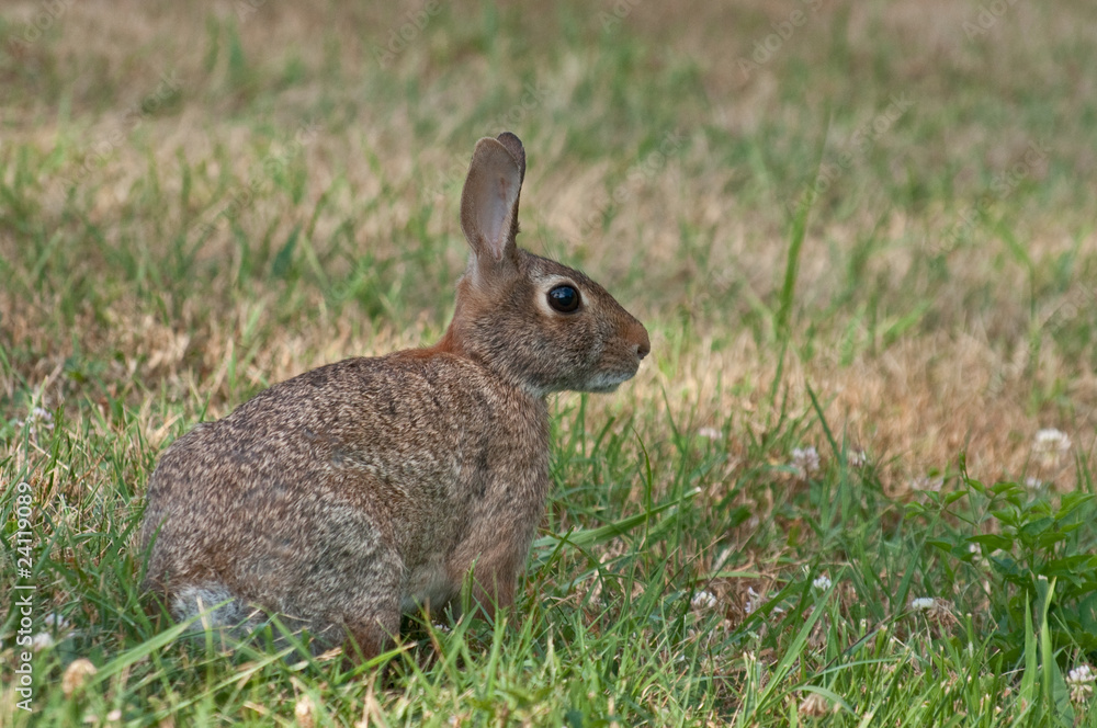 Fototapeta premium Rabbit