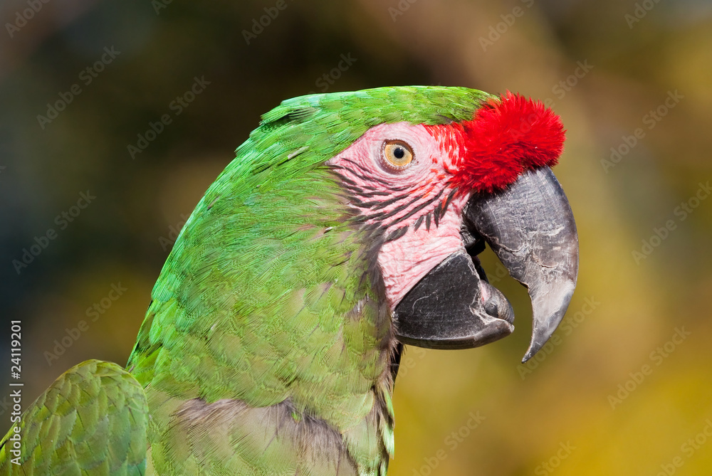 Green Parrot with red feathers on beak