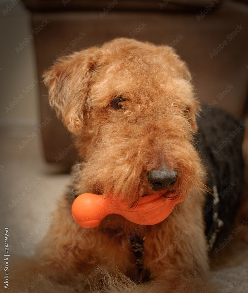 Airedale terrier dog with orange ball in mouth
