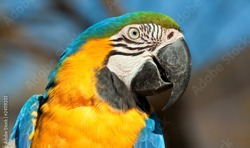 Blue and orange parrot looking closeup detail bright colour
