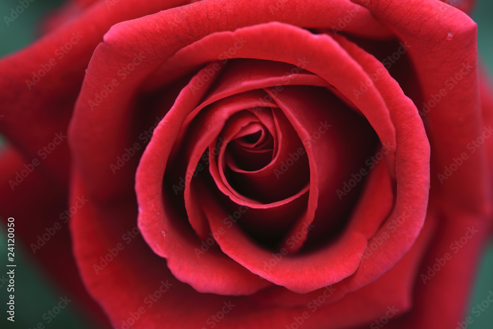 バラの花 バラの花