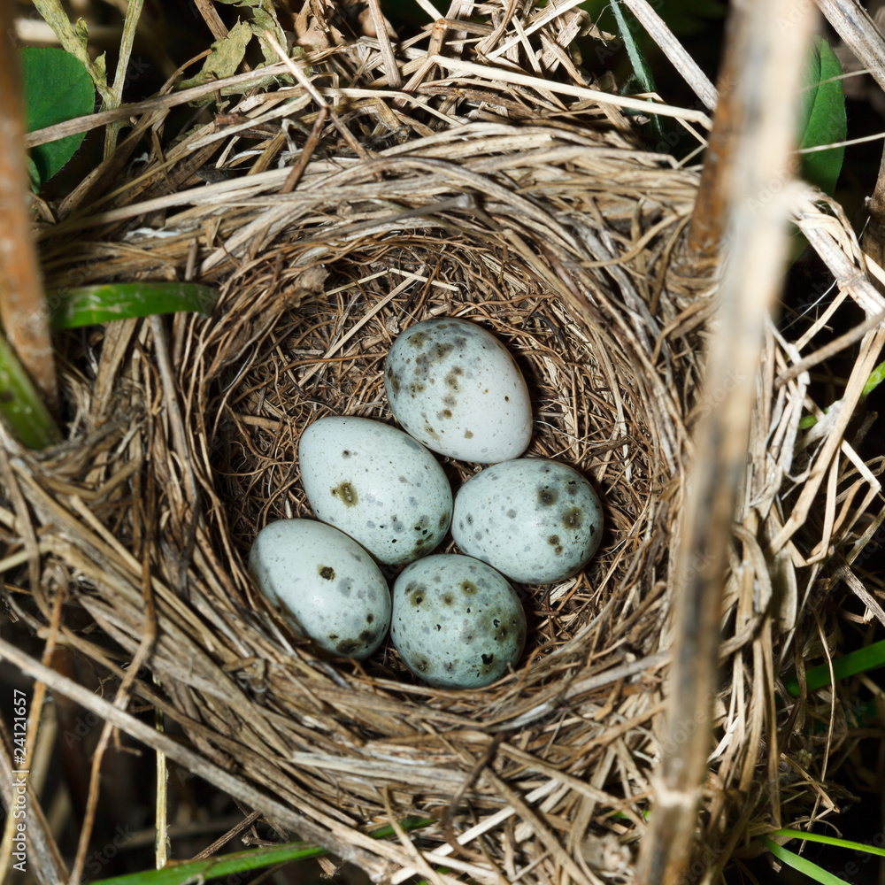 Marsh Warbler, Acrocephalus palustris Marsh Warbler, Acrocephalus palustris