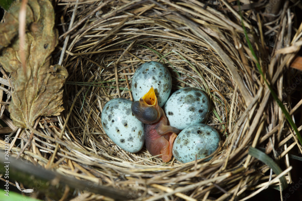 Obraz premium Marsh Warbler, Acrocephalus palustris