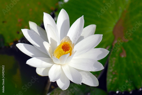 White lotus in a pond