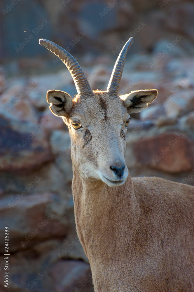young wild sheep young wild sheep