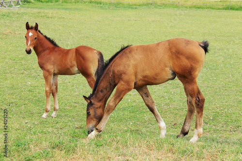 Two little brown Foals on the green Field