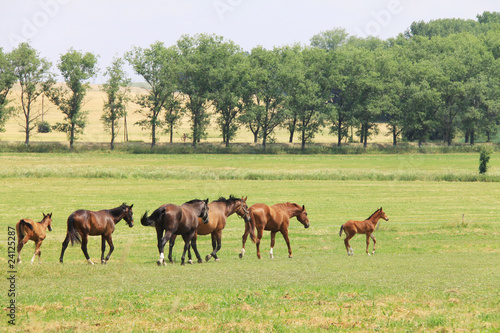 Horses in the summer Landscape