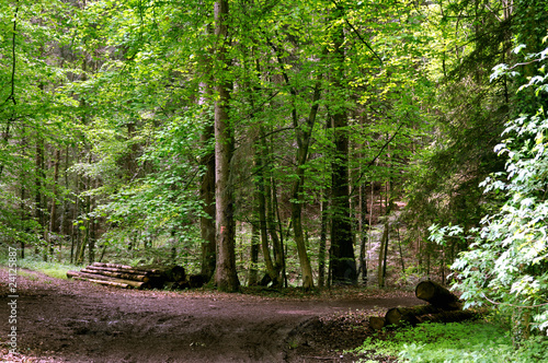 fork in the road in the forest