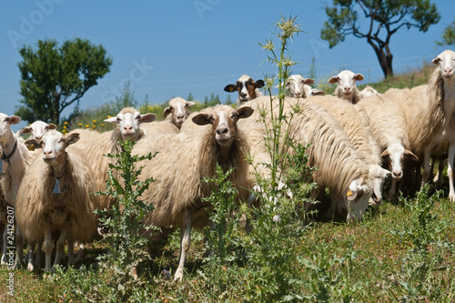 Percora, Sicilia