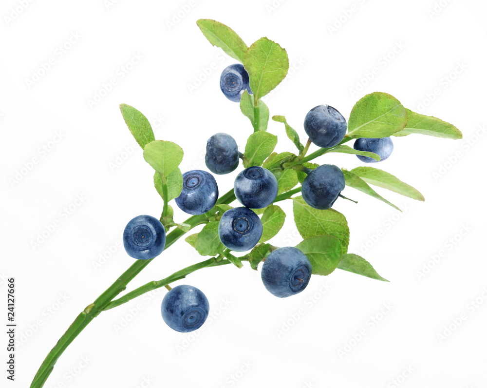 Blueberry branch on a white background Blueberry branch on a white background