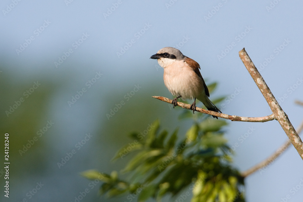 Fototapeta premium Red-backed Shrike