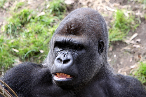 Gorilla (Männchen) © Martina Berg