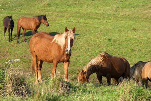 Herd of horses