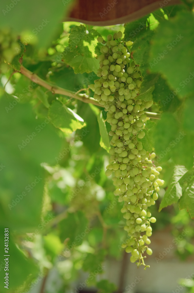 Bunch of grapes on the vine. Bunch of grapes on the vine.