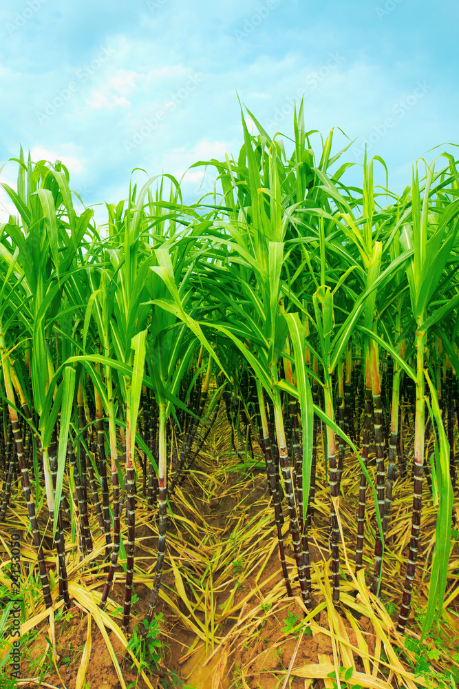 Fototapeta premium Sugarcane