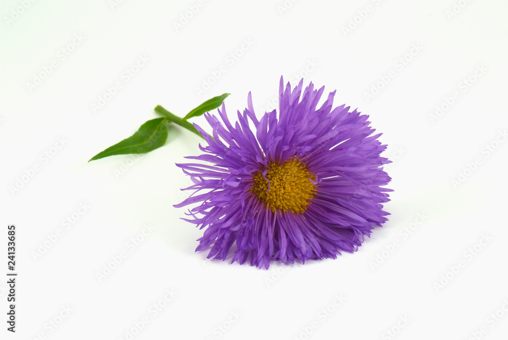 Aster freigestellt Aster freigestellt