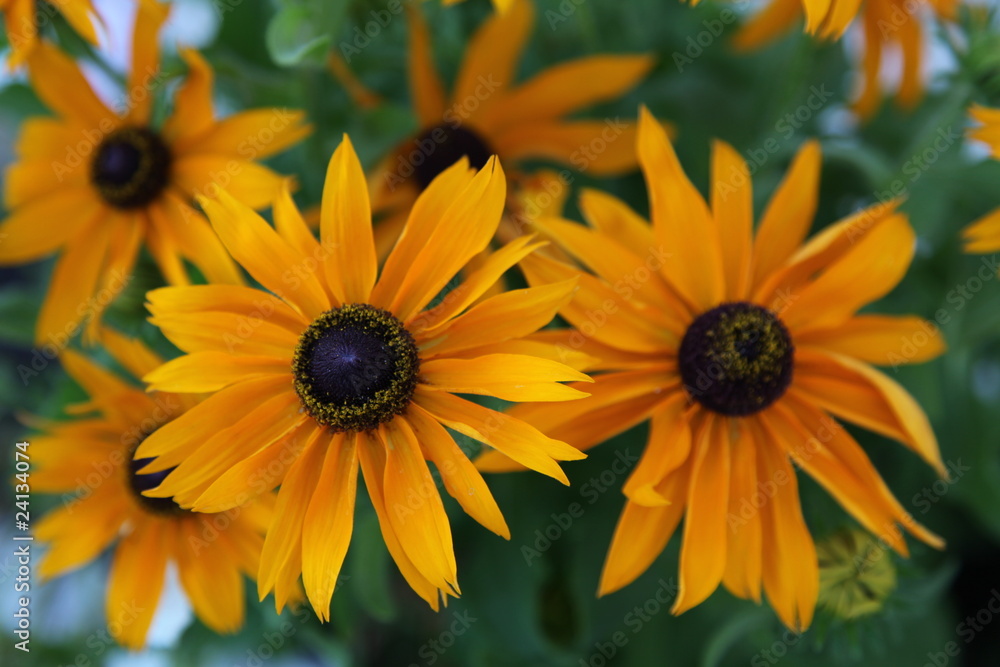 Obraz premium Sonnenhut