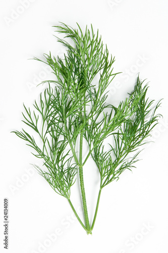 Dill