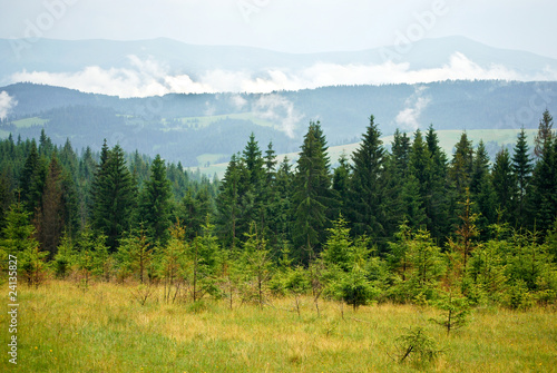 Pine Forest in the Carpathian Mountains, Ukraine