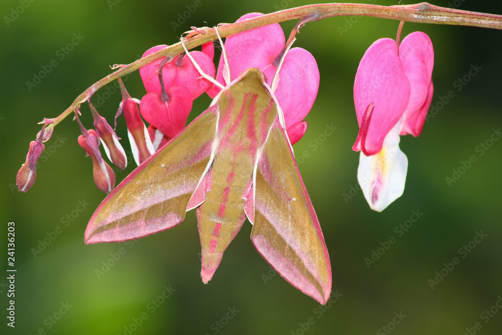 Naklejka premium Hawk moth (Deilephila elpenor)