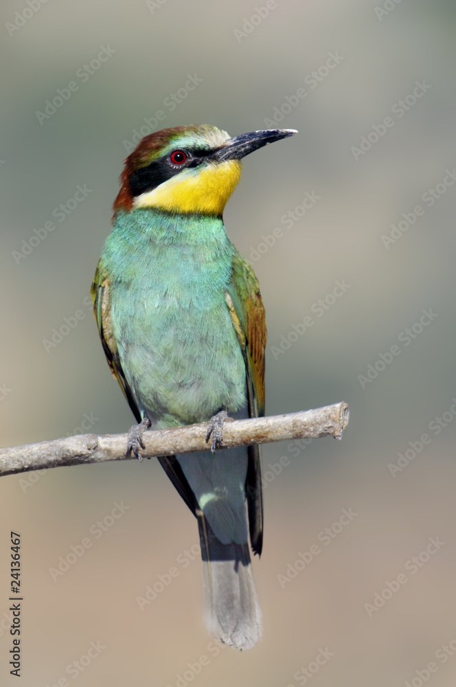 Bee-eater, Merops apiaster Bee-eater, Merops apiaster