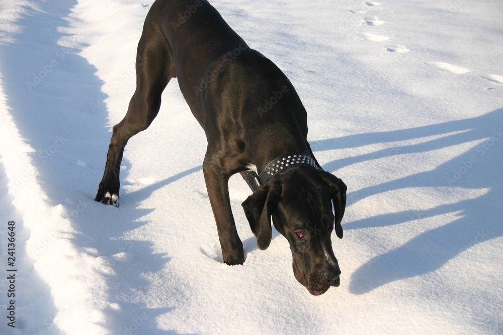 Deutsche Dogge auf Schneeweg schnüffelnd Deutsche Dogge auf Schneeweg schnüffelnd
