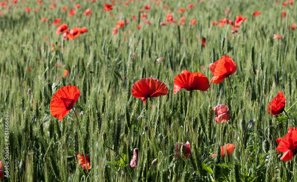 Obraz premium poppies and wheat