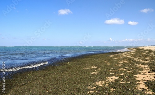 Wallpaper Mural algues sur une plage 2 Torontodigital.ca