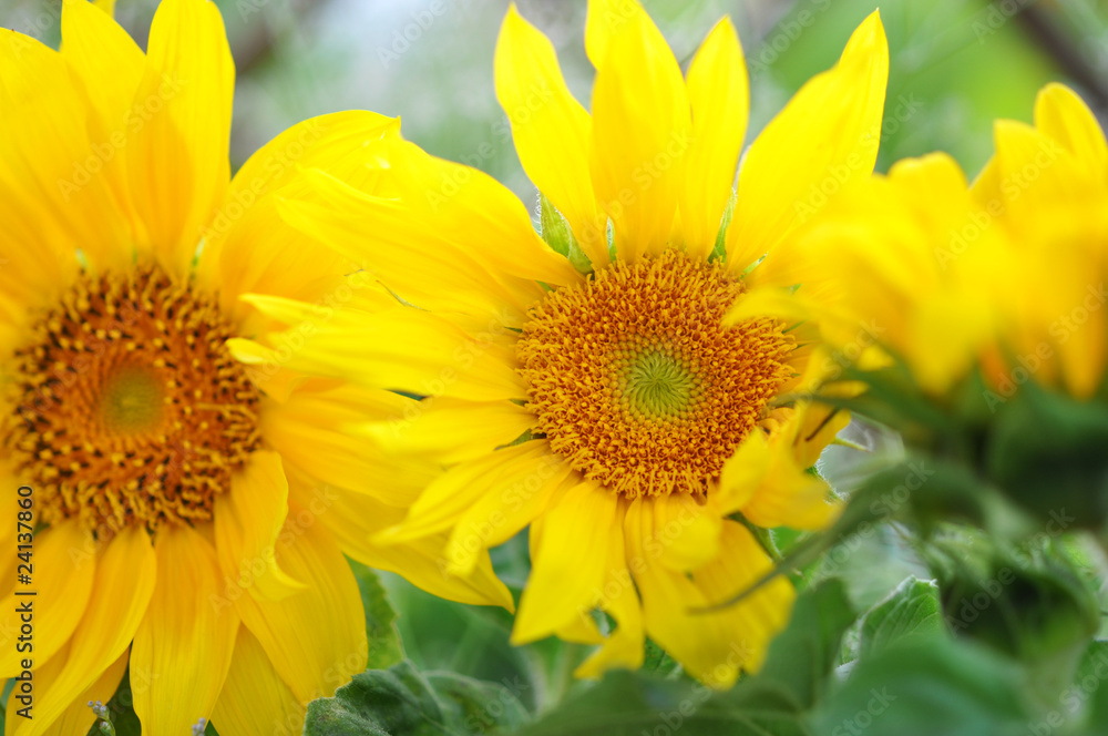 Sonnenblume, zart Sonnenblume, zart