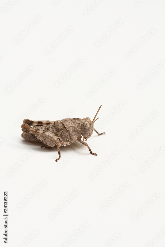 Obraz premium criquet