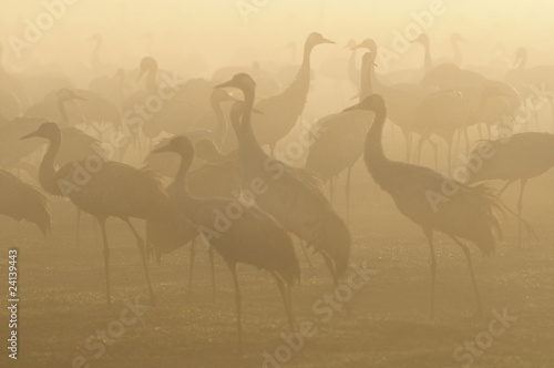 Common Crane (Grus grus), early morning, Israel