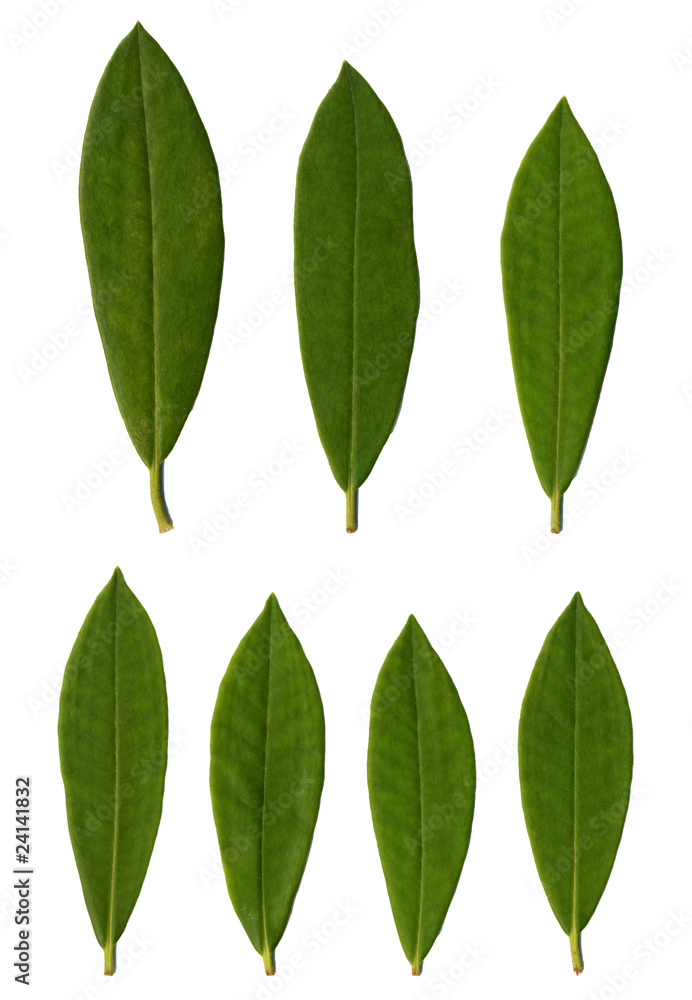 Naklejka premium Rhododendron leaves