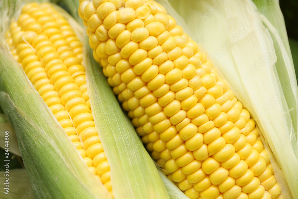 fresh corn