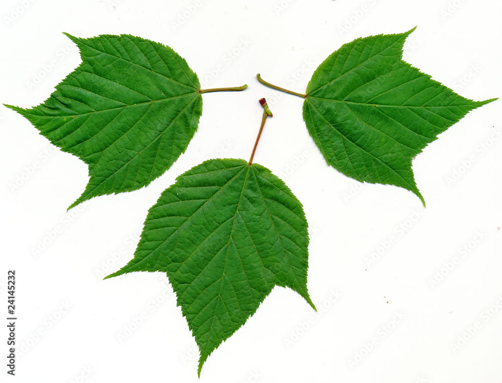 Fototapeta premium Moosewood maple leaves
