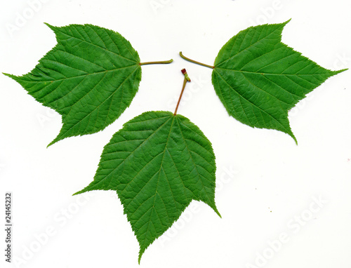 Moosewood maple leaves