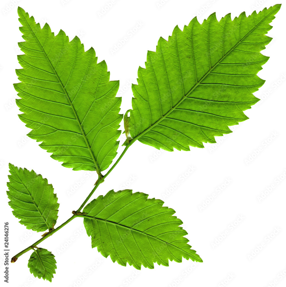 Fototapeta premium leaf isolated