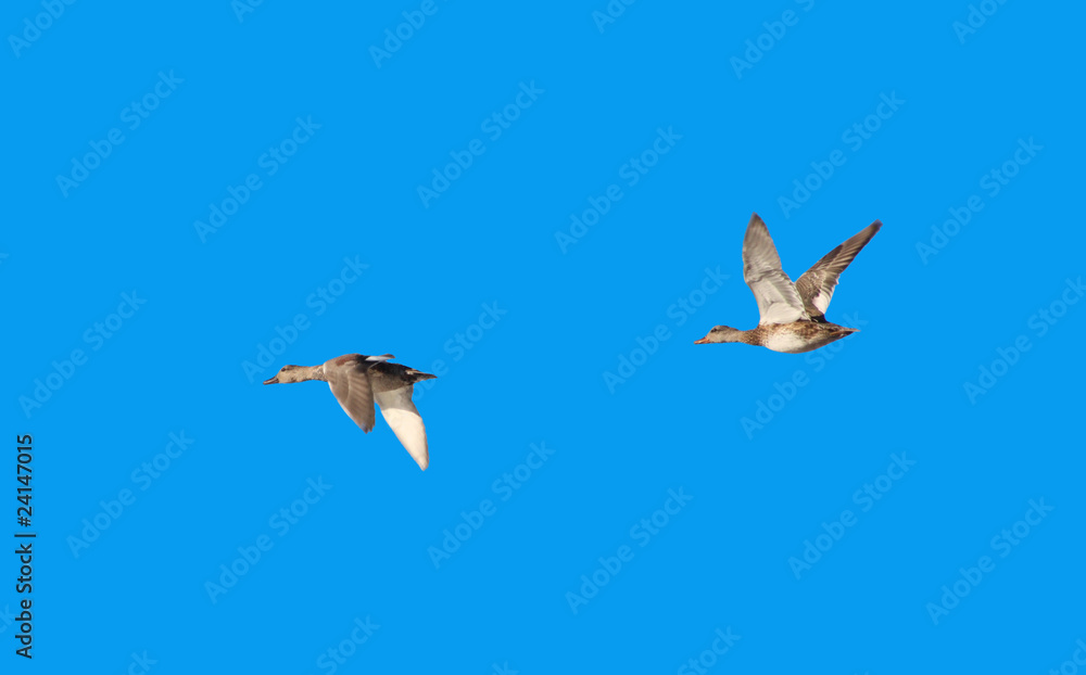 Obraz premium patos a voar