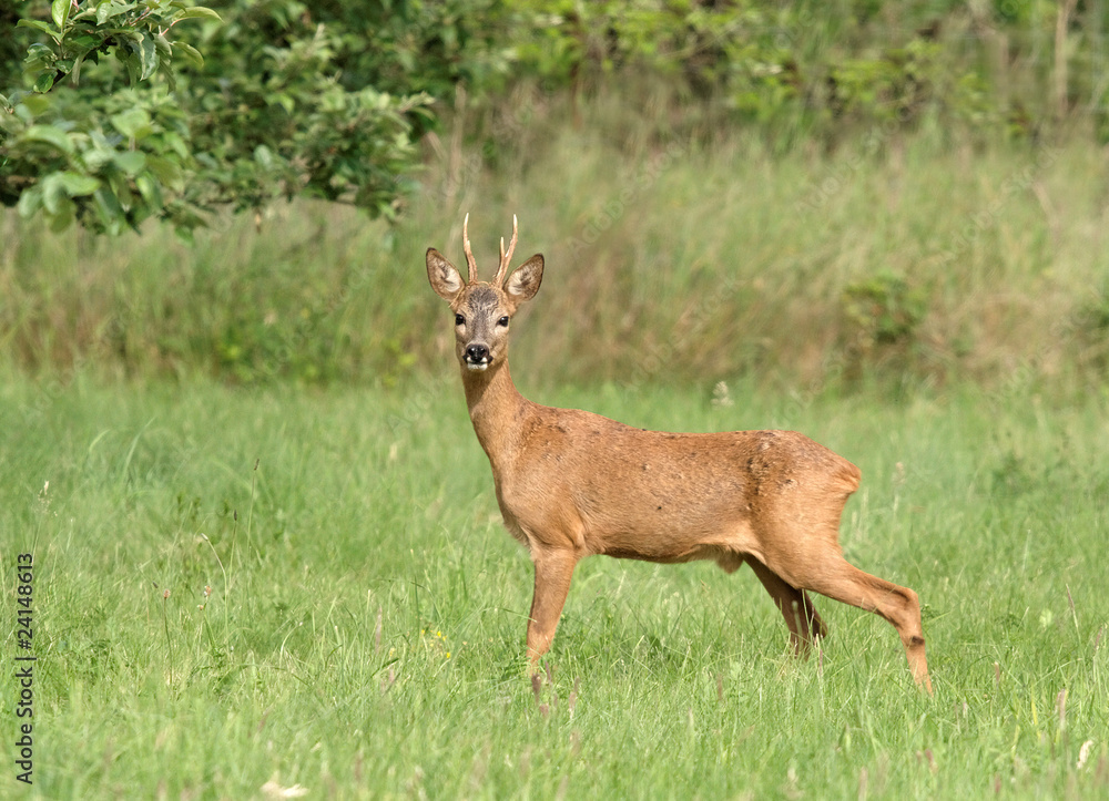 Chevreuil - Roe Deer (capreolus capreolus) Chevreuil - Roe Deer (capreolus capreolus)