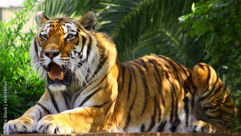 Obraz premium Tiger