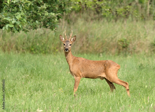 Chevreuil - Roe Deer (capreolus capreolus)
