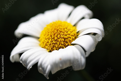 white margerite photo